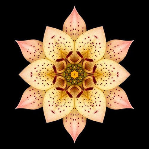 Magnifique Collection de Mandalas ! - 45x45 cm - Kit de broderie Kit de broderie au point de croix M17 Orchidée blanche Brodeuses.com