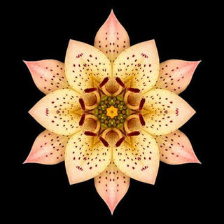 Magnifique Collection de Mandalas ! - 45x45 cm - Kit de broderie Kit de broderie au point de croix M17 Orchidée blanche Brodeuses.com