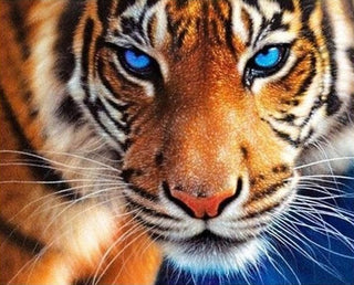 Magnifique tigre du Bengale aux yeux bleus - Kit broderie diamant