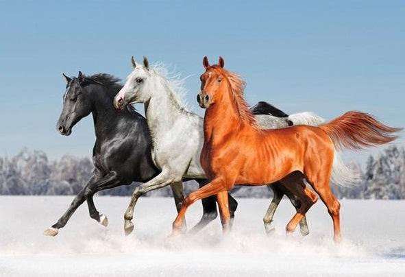 trio-de-chevaux-dans-la-neige-diamond-painting-brodeuses-com